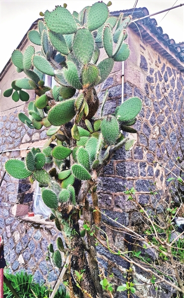 据主人介绍,这株仙人掌是50年前种的,由于长得茂盛,每年都要修剪掉