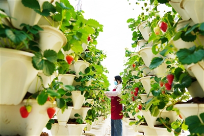 ���в�ݮ ���޶���