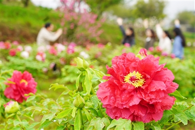 ĵ��ʢ�� ��ɫ����