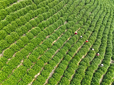 ����ӭ���� ���ú÷��